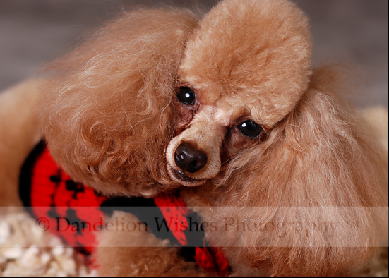 Pet Photography Northern VA