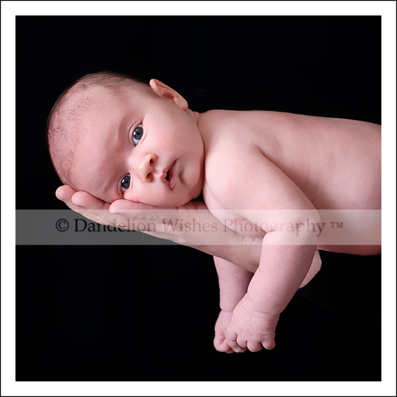 Newborn Baby Portraits Northern VA Newborn Baby Portraits Northern VA