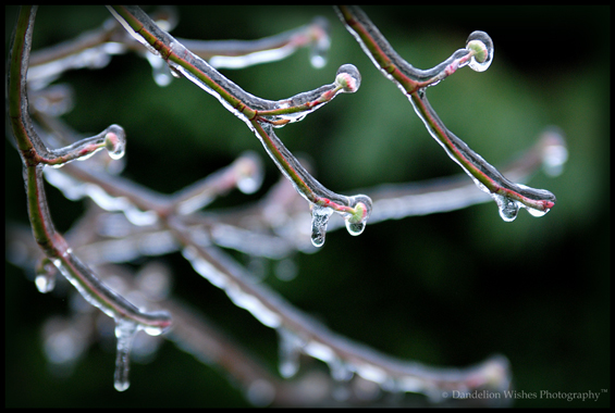 Icey Morning in Warrenton VA