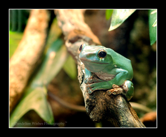 Frog Exhibit Washington DC