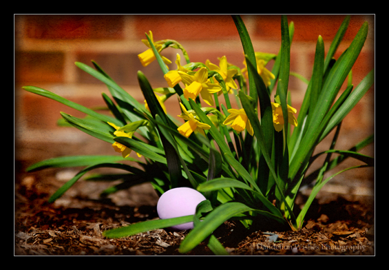 Professional Photography Northern VA