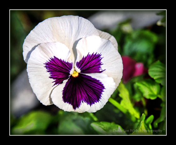 Pansies in Spring
