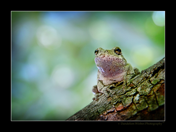 Warrenton, Va Photographer