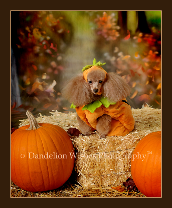Professional photography in Warrenton Virginia