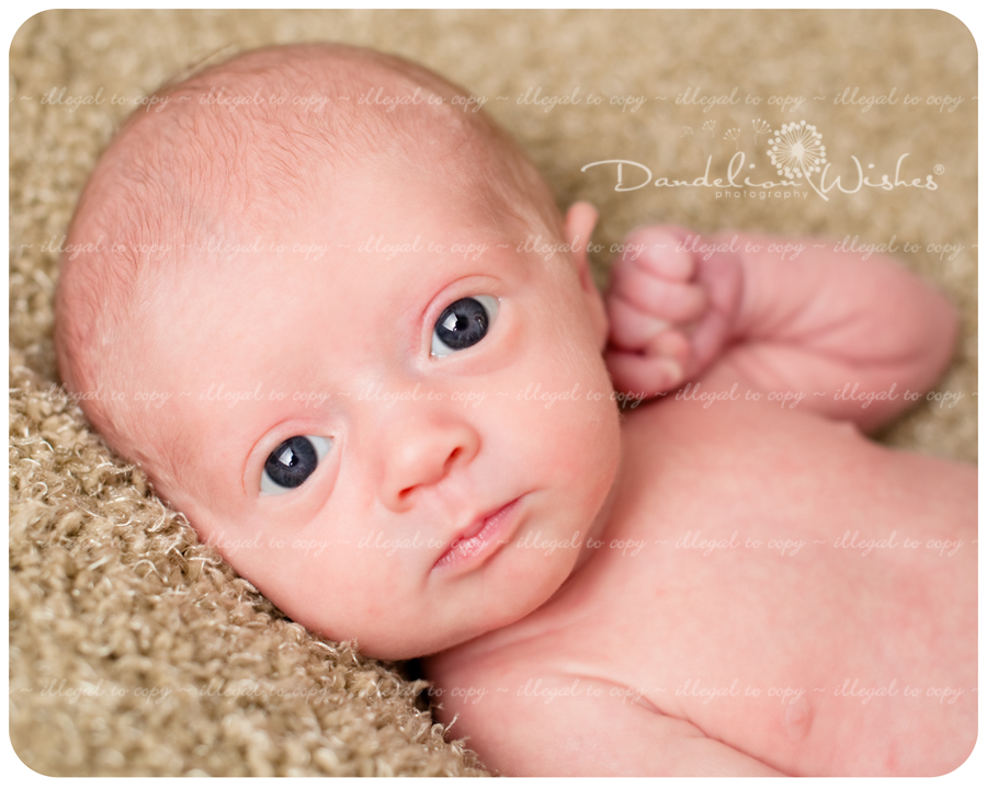 Premier newborn photographers in Northern Virginia ~ near Alexandria, VA 22314, 22313, 22315.