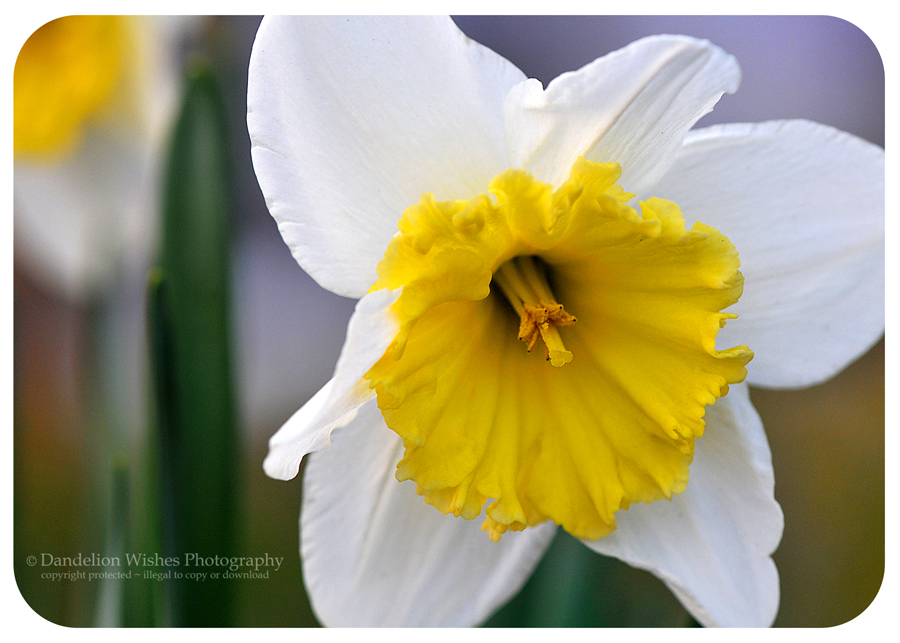 Spring blossoms Warrenton Virginia Photographer