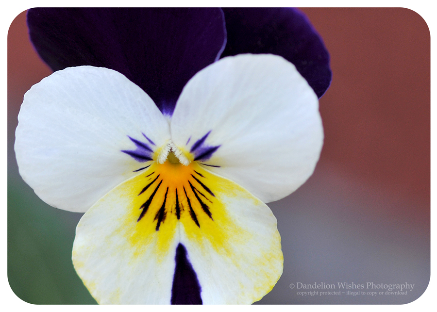Spring flowers Professional Photographer Warrenton Virginia