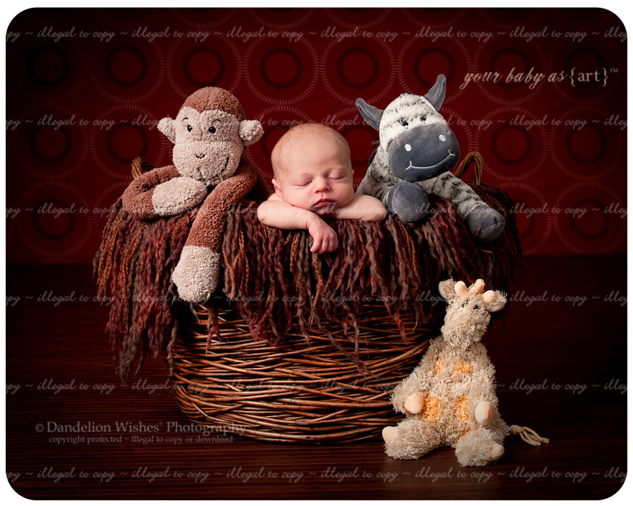 artistic newborn baby photographer studio near fairfax, virginia - your baby as art™