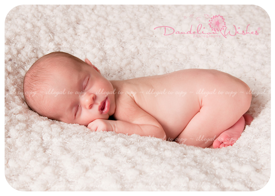 premie newborn baby photography northern virginia suburban maryland md washington dc metro area